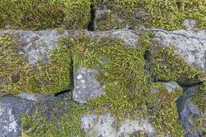 Close up of a moss-covered natural stone wall photo