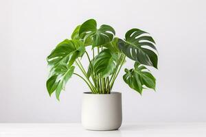 Monstera Deliciosa in Gray Pot on White Background. AI Generative photo