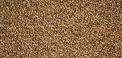 The texture of dry buckwheat. Dietary product. Natural abstract background. Banner. Top view. Selective focus. photo