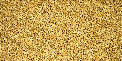 Wheat grain background. Background texture. Banner. Top view. Selective focus. photo