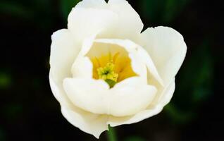 de cerca de el blanco tulipán en un oscuro antecedentes. natural antecedentes. selectivo enfocar. foto