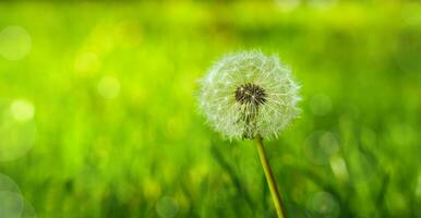 Dandelion seeds in green grass. Close-up. Copy space. Selective focus. photo