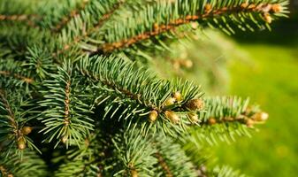 Beautiful spruce branch with young buds on a sunny day. Green spruce. Natural background. Close-up. Banner. Selective focus. photo