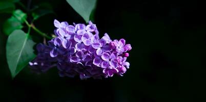 Branch of blooming lilac on a black background. Close-up. Copy space. Banner. photo