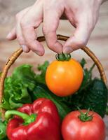 A man's hand holds a ripe tomato. Harvesting. Selective focus. photo