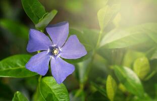 Beautiful blue flower of Vinca minor. Natural background. Close-up. Selective focus. photo