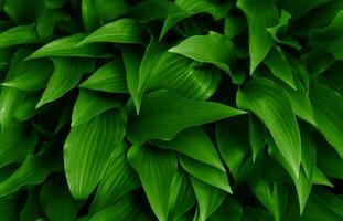 Natural background of green leaves. Top view. Close-up. Selective focus. photo