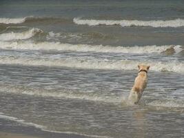 the beach of Spiekeroog photo