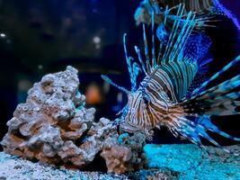 Beautifull lion fish in a tank photo
