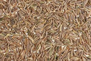 Cumin seeds, caraway texture or background photo