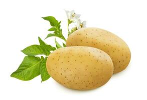 Raw potato with green leaves and flowers isolated on white background photo