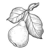 Vector Illustration of Pears on a Branch with Leaves