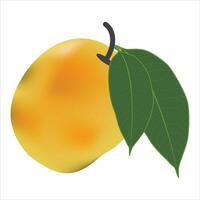 Vector delicious mango ripe yellow, orange  with leaf isolated on white background