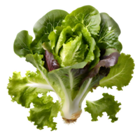 Set fresh green lettuce png on isolated transparent background