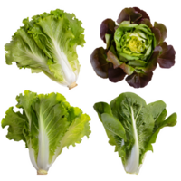 Set fresh green lettuce png on isolated transparent background