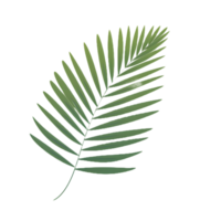 palm leaf illustration  ai generative png