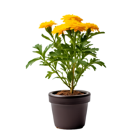 AI generated marigold plant in pot png