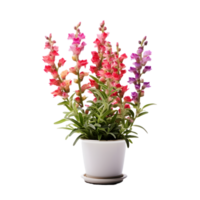 AI generated snapdragon flower in pots png