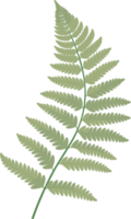 fern leaf illustration  ai generative png