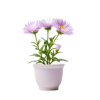 AI generated aster flower in pots - indoor decorative plant png