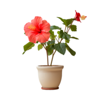 ai gerado hibisco flores dentro panelas png