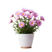 AI generated aster flower in pots - indoor decorative plant png