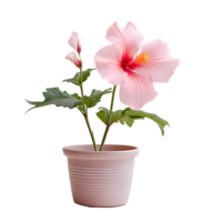AI generated hibiscus flowers in pots png