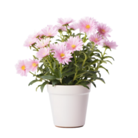 AI generated aster flower in pots - indoor decorative plant png