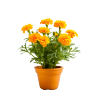 AI generated marigold plant in pot png