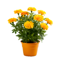 AI generated marigold plant in pot png