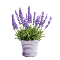 ai généré lavande fleur dans des pots png