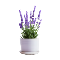 AI generated lavender flower in pots png