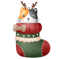 Little cat in a Christmas sock png