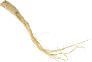 ginseng cut out on transparent background. png