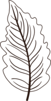 Simplicity autumn leaf freehand drawing. png