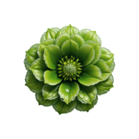 AI Generative green rose flower on transparent background PNG image