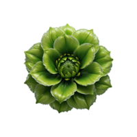 ai generativo verde rosa flor em transparente fundo png imagem