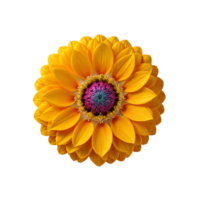 AI Generative yellow gerber daisy on transparent background PNG image