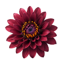 AI Generative pink dahlia flower isolated on transparent background PNG image