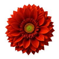 AI Generative red dahlia flower isolated on transparent background PNG image