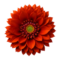 AI Generative red dahlia flower isolated on transparent background PNG image