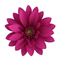AI Generative pink dahlia flower isolated on transparent background PNG image