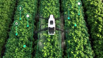 Drohne Sprühen Dünger auf Gemüse Grün Pflanzen, Landwirtschaft Technologie, Bauernhof Automatisierung. video