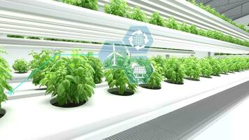 Organic Hydroponics Vegetable Farm, Agriculture technology, Farm Automation video