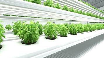 Organic Hydroponics Vegetable Farm, Agriculture technology, Farm automation video