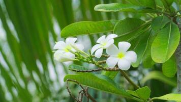 Plumeria white flowers and leaves fluttering in the wind. video