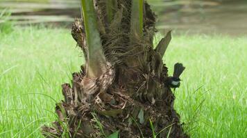 uma oriental pega-robin empoleirado em a tronco do uma Palma árvore e visto em volta. video