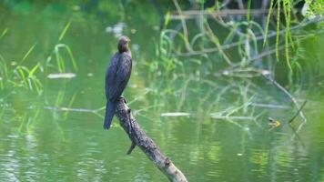 genial cormorán se sienta en un rama en un natural estanque y realiza varios posa video