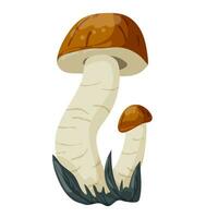 Boletus mushroom. Vector illustration isolated on a white background.