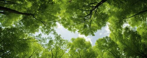 Looking up at the green tops of trees, Generative AI photo